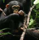 chimpanzee in kibale national park