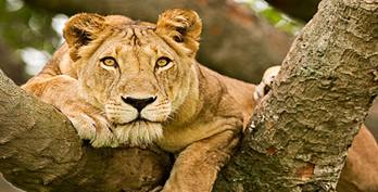 A pride of lions in one of the national parks in uganda